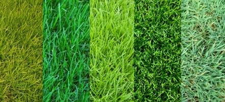 Как сажать газонную траву