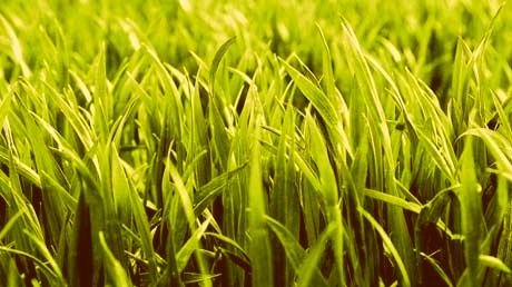 Почему желтеет газонная трава