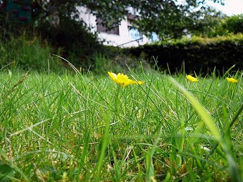 Русский газон