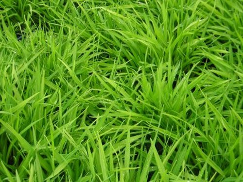 Русский газон