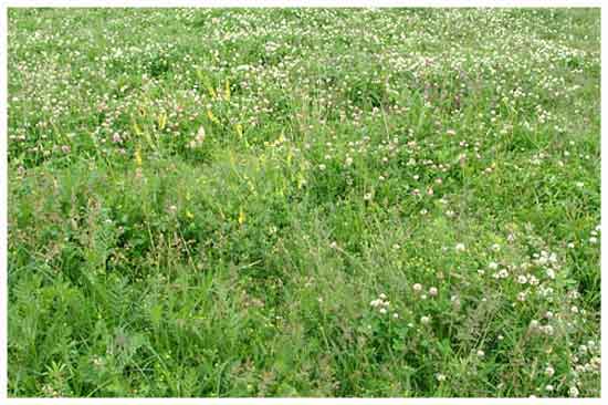 Русский газон