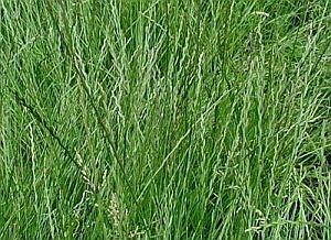 Райграс пастбищный