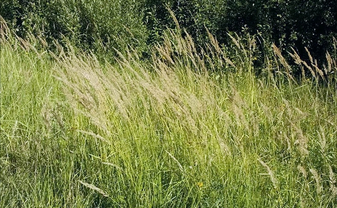 Мятлик луговой